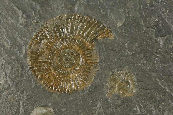 Dactylioceras Ammonite - Posidonia Shale, Germany #180318